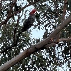 Callocephalon fimbriatum (Gang-gang Cockatoo) at Bucketty, NSW - 17 May 2025 by MartinPredavec