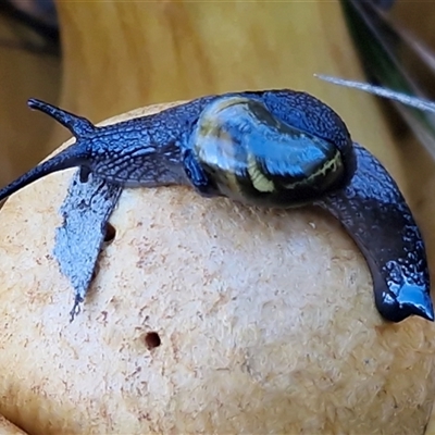 Unverified Snail or Slug (Gastropoda) at Wombeyan Caves, NSW - Yesterday by trevorpreston