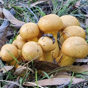 Gymnopilus junonius at Wombeyan Caves, NSW - Today by trevorpreston