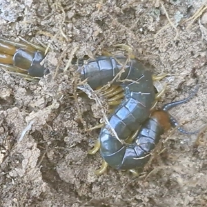 Cormocephalus aurantiipes at Wombeyan Caves, NSW - Today by trevorpreston