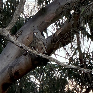 Callocephalon fimbriatum at Bucketty, NSW - suppressed