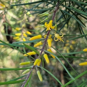 Persoonia sp. at Wombeyan Caves, NSW - Today by trevorpreston