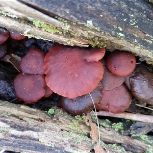 Unverified Cap on a stem; gills below cap [mushrooms or mushroom-like] at Wombeyan Caves, NSW - Today by trevorpreston