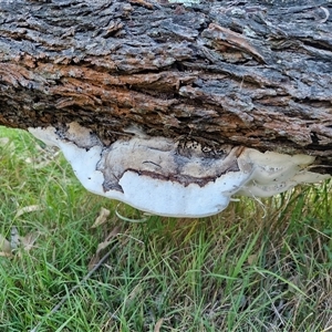 Unverified Shelf-like to hoof-like & usually on wood at Wombeyan Caves, NSW - Today by trevorpreston