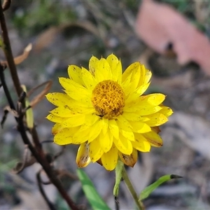 Unverified Daisy at Wombeyan Caves, NSW - Today by trevorpreston