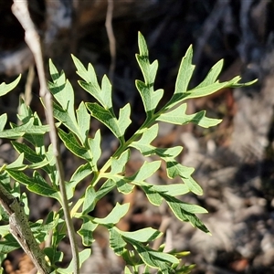 Unverified Other Shrub at Wombeyan Caves, NSW - Today by trevorpreston