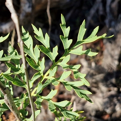 Lomatia silaifolia (Crinkle Bush, Fern-leaved Lomatia, Parsley Bush) at Wombeyan Caves, NSW - 17 May 2025 by trevorpreston