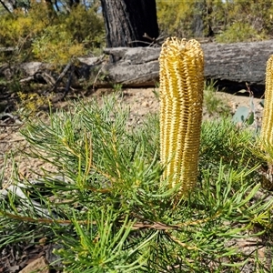 Banksia spinulosa var. spinulosa at Wombeyan Caves, NSW - Today by trevorpreston