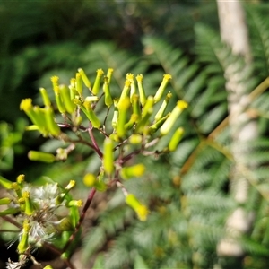 Senecio sp. at Wombeyan Caves, NSW - Today by trevorpreston