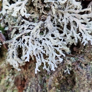Unverified Lichen at Wombeyan Caves, NSW - Today by trevorpreston