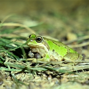 Litoria verreauxii verreauxii at Throsby, ACT - 20 Oct 2023 by davidcunninghamwildlife