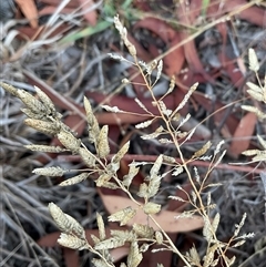 Eragrostis cilianensis (Stinkgrass) at Dunlop, ACT - Yesterday by Jennybach