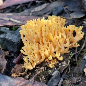 Unverified Coralloid fungus, markedly branched at Wombeyan Caves, NSW - Today by trevorpreston