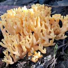 Ramaria lorithamnus at Wombeyan Caves, NSW - 17 May 2025 11:53 AM
