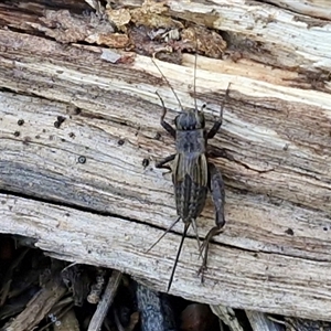 Unverified Cricket (several families) at Wombeyan Caves, NSW - Today by trevorpreston