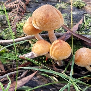 Unverified Cap on a stem; gills below cap [mushrooms or mushroom-like] at Wombeyan Caves, NSW - Today by trevorpreston