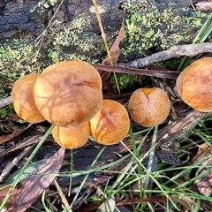 Gymnopilus sp. at Wombeyan Caves, NSW - 17 May 2025 11:39 AM