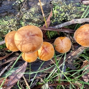 Gymnopilus sp. at Wombeyan Caves, NSW - 17 May 2025 11:39 AM