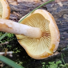Gymnopilus sp. at Wombeyan Caves, NSW - 17 May 2025 11:39 AM