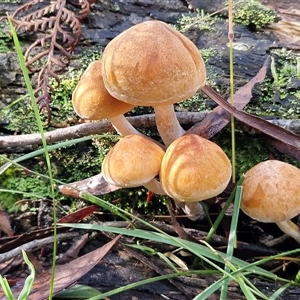 Gymnopilus sp. at Wombeyan Caves, NSW - 17 May 2025 11:39 AM