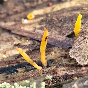 Unverified Clubs/stalks on wood or on leaf/twig litter at Wombeyan Caves, NSW - Today by trevorpreston