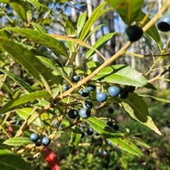 Elaeocarpus reticulatus (Blueberry Ash, Fairy Petticoats) at Wombeyan Caves, NSW - 17 May 2025 by trevorpreston