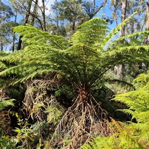 Dicksonia antarctica at Wombeyan Caves, NSW - Today by trevorpreston