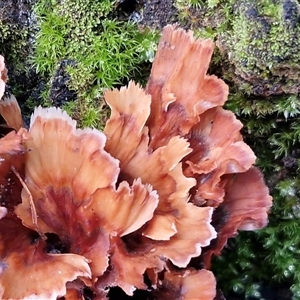 Unverified Other fungus at Wombeyan Caves, NSW - Today by trevorpreston