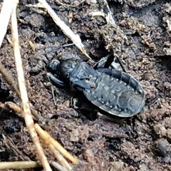 Unverified Assassin bug (Reduviidae) at Wombeyan Caves, NSW - Yesterday by trevorpreston