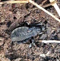 Brachysandalus (genus) at Wombeyan Caves, NSW - 17 May 2025 11:18 AM