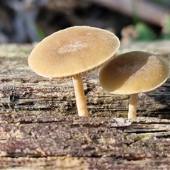 Unverified Cap on a stem; gills below cap [mushrooms or mushroom-like] at Wombeyan Caves, NSW - 17 May 2025 by trevorpreston
