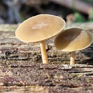 Unverified Cap on a stem; gills below cap [mushrooms or mushroom-like] at Wombeyan Caves, NSW - Today by trevorpreston