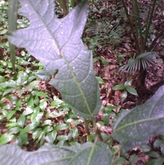 Ficus fraseri at Syndicate, QLD - 8 Nov 2012 02:10 PM