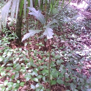 Ficus fraseri at Syndicate, QLD - 8 Nov 2012 02:10 PM