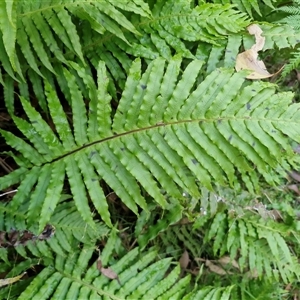Blechnum nudum at Wombeyan Caves, NSW - Today by trevorpreston