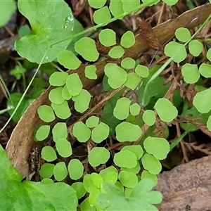 Adiantum aethiopicum at Wombeyan Caves, NSW - Today by trevorpreston