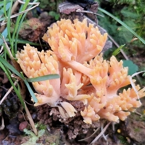 Unverified Coralloid fungus, markedly branched at Wombeyan Caves, NSW - Today by trevorpreston