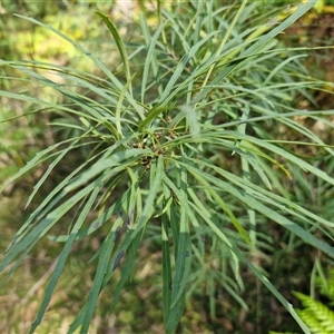 Unverified Other Shrub at Wombeyan Caves, NSW - Today by trevorpreston