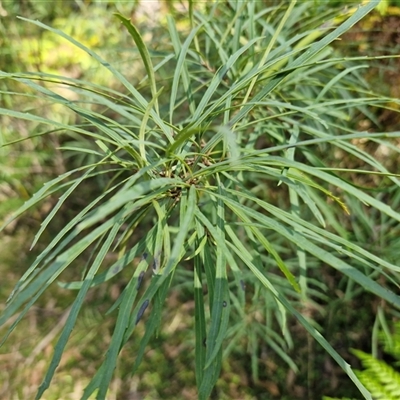 Lomatia myricoides (River Lomatia) at Wombeyan Caves, NSW - 17 May 2025 by trevorpreston