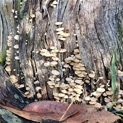 Unverified Cap on a stem; gills below cap [mushrooms or mushroom-like] at Wombeyan Caves, NSW - 17 May 2025 by trevorpreston