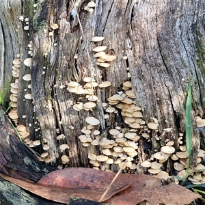 Unverified Cap on a stem; gills below cap [mushrooms or mushroom-like] at Wombeyan Caves, NSW - Today by trevorpreston