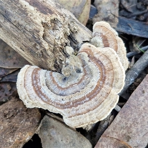 Unverified Pored or somewhat maze-like on underside [bracket polypores] at Wombeyan Caves, NSW - Today by trevorpreston