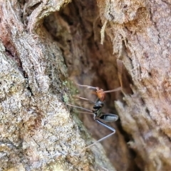 Leptomyrmex sp. (genus) (Spider ant) at Wombeyan Caves, NSW - Yesterday by trevorpreston