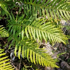 Blechnum cartilagineum (Gristle Fern) at Wombeyan Caves, NSW - Today by trevorpreston