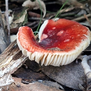 Russula sp. (genus) at Wombeyan Caves, NSW - Today by trevorpreston