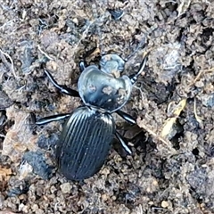 Cardiothorax monarensis at Wombeyan Caves, NSW - Yesterday by trevorpreston
