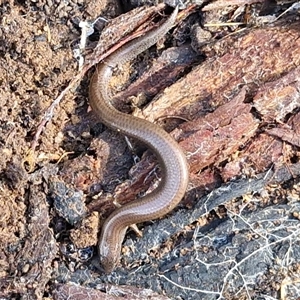 Hemiergis talbingoensis at Wombeyan Caves, NSW - Today by trevorpreston