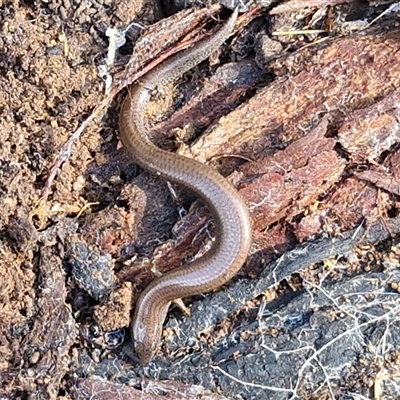 Hemiergis talbingoensis (Eastern Three-toed Earless Skink) at Wombeyan Caves, NSW - 17 May 2025 by trevorpreston