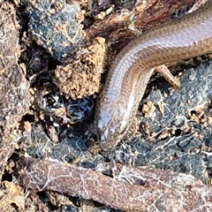 Hemiergis talbingoensis at Wombeyan Caves, NSW - 17 May 2025 10:56 AM