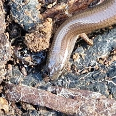 Hemiergis talbingoensis at Wombeyan Caves, NSW - 17 May 2025 10:56 AM